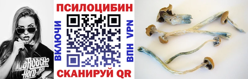 Псилоцибиновые грибы Psilocybine cubensis  закладка  Карасук 